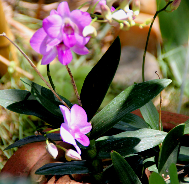 https://08511630493324166816.googlegroups.com/attach/3512c7520db9c/Dendrobium-phalaenopsis-Dubia-orchid-1-Hoysala%20village-Bellur%20Rd-Hassan-IMG_3808-Kanataka-2.jpg?part=0.1&view=1&vt=ANaJVrEXGYAGcdQZQHHSA5mc1kD2gya9UQrMy3qhlLkeSH29fuup75NX8ZTMvn1EquSzkHIpnXwKZbIYo_R-RXJp9Py5IPJ-0a6pLupRDIWGpNg6nR_daOM