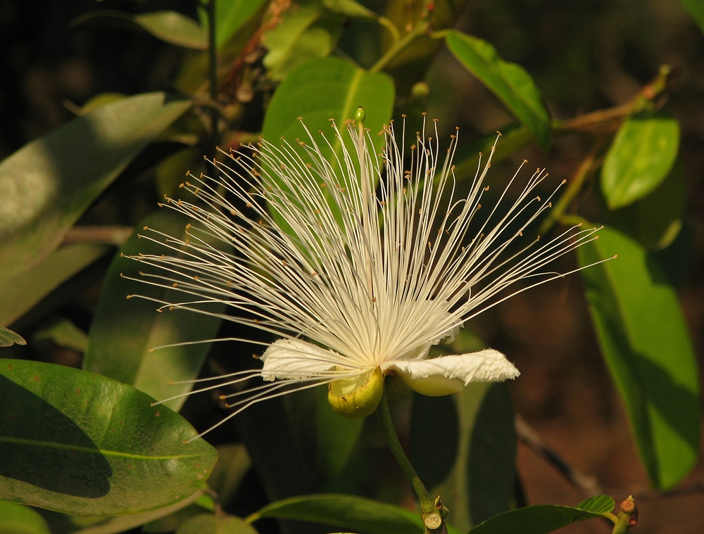 Capparis moonii - efloraofindia