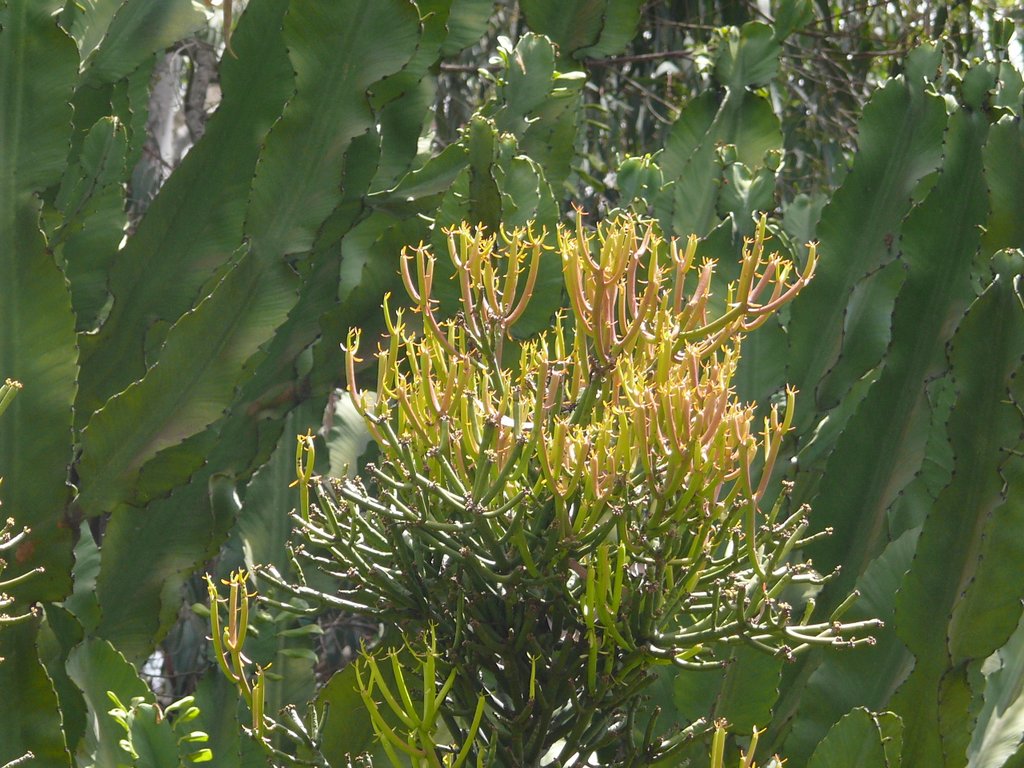 https://08511630493324166816.googlegroups.com/attach/6afcfb976c4c8477/Euphorbia%20tirucalli,Euphorbiaceae,Nairobi,Kenya-P1060097.JPG?part=0.1&view=1&vt=ANaJVrFXwxqSd33TMh2wVDc625ElJTDBSUBHHk-37disjVkFpc4Hryo0wc5SwgqrzxLhEMgdDbZCTOaTY6tM7Xw45_Sisu-4VcGHqpydorKE93T90sQegGQ
