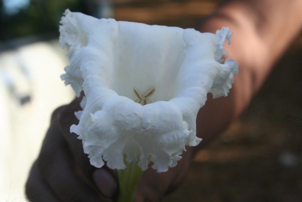 https://08511630493324166816.googlegroups.com/attach/ab945a771d36143b/Bignoniaceae-flower.jpg?part=0.4&view=1&vt=ANaJVrHcdxDGvAdU-XBySvPuN1U9tl10TyVwlVWWjUqsPb3qamu33IZKBG2RPIOplgg98epWCpwIhkncaSWXT0NU4xbYQCliPQYltJbGnT13OTLfTZRW4es